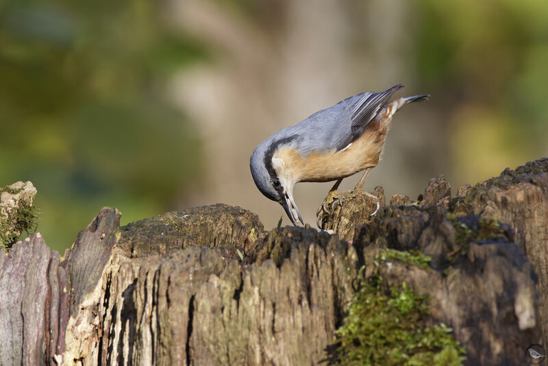 Eurasian Nuthatch