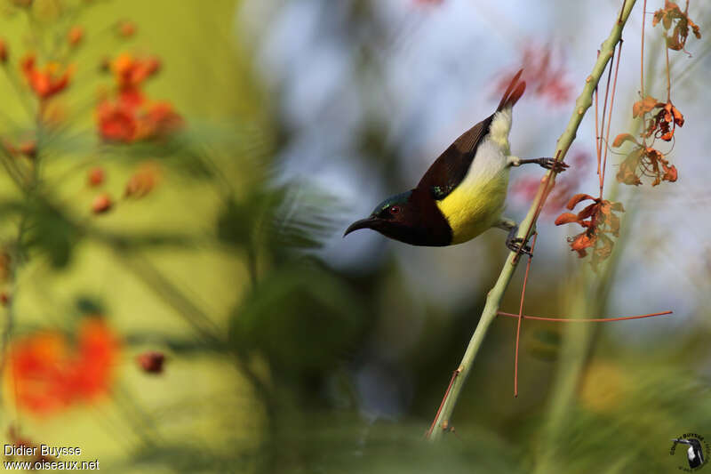 Purple-rumped Sunbird male adult, identification