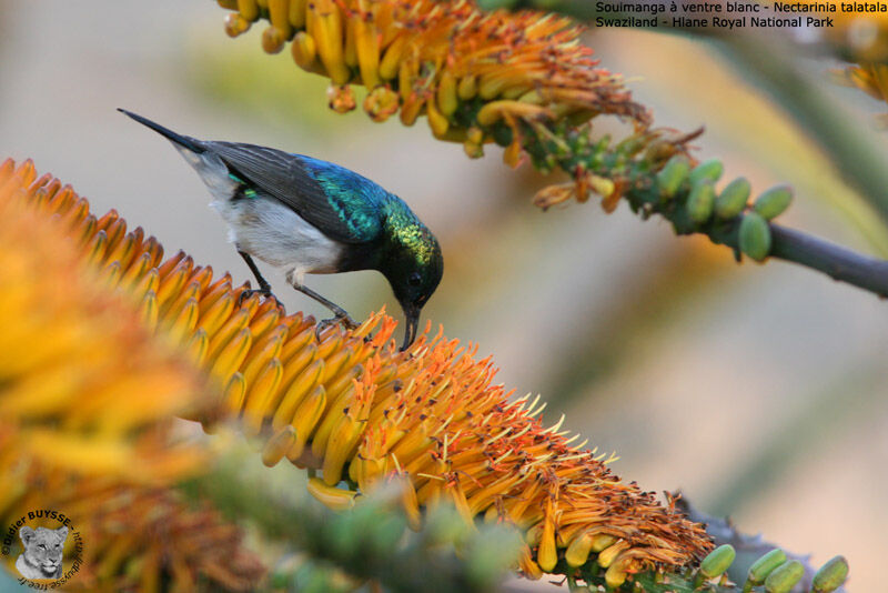 White-bellied Sunbird male adult breeding, identification, feeding habits, Behaviour