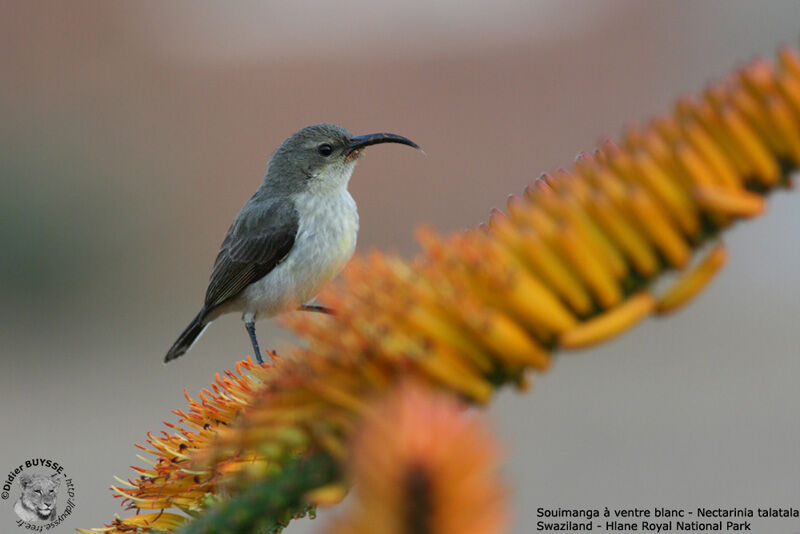 White-bellied Sunbird female adult breeding, identification