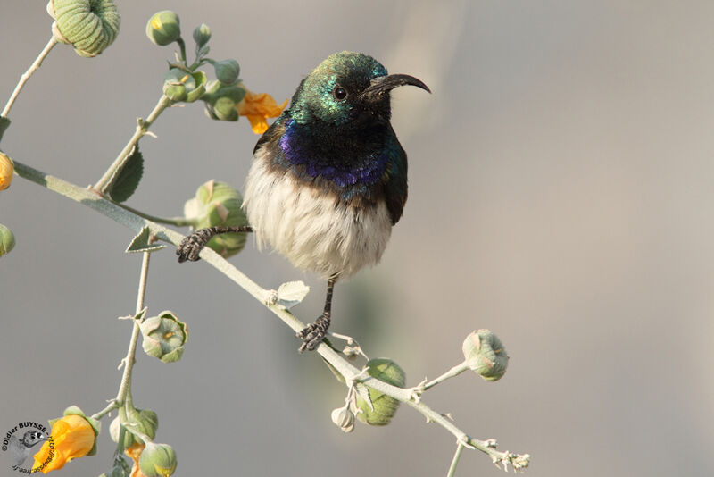 White-bellied Sunbird male adult, identification