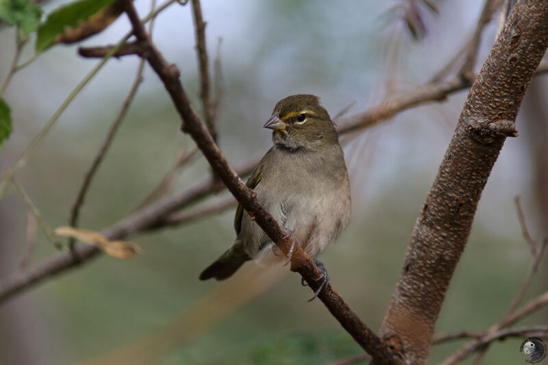 Yellow-faced Grassquit female adult, identification