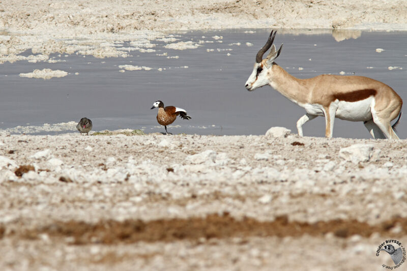 South African Shelduck female adult, identification