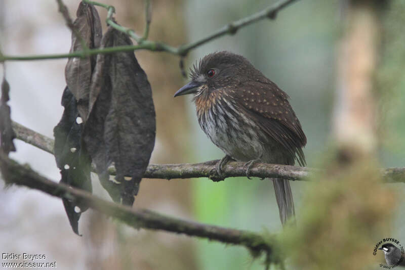 White-whiskered Puffbirdadult, identification