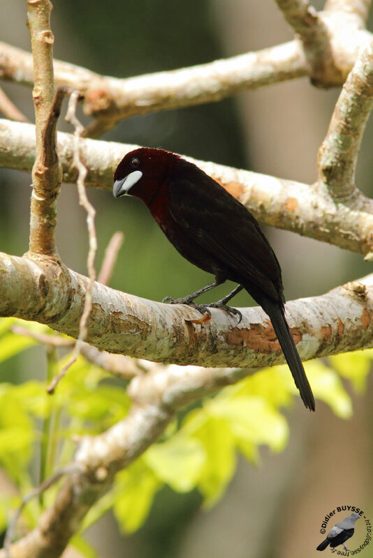 Silver-beaked Tanager male adult, identification