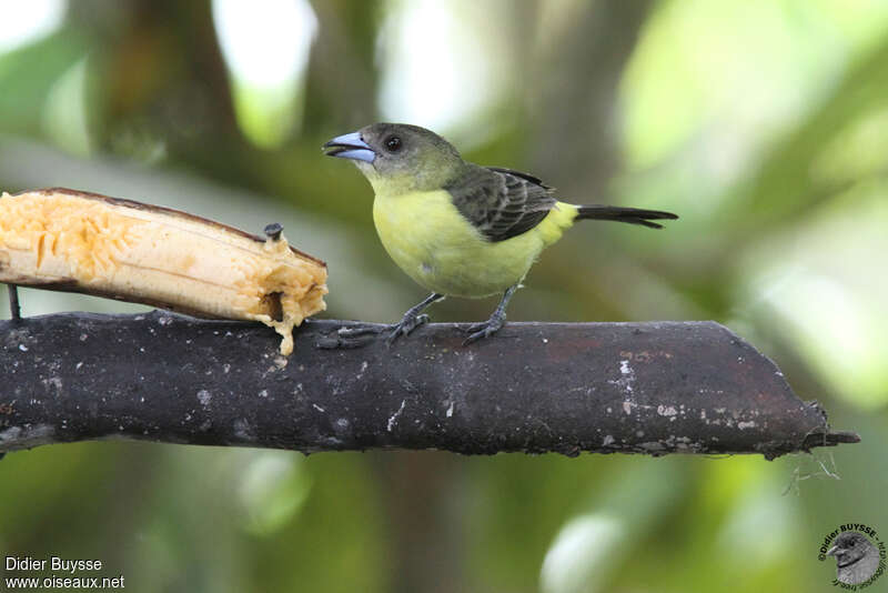 Tangara à dos citron femelle adulte, identification