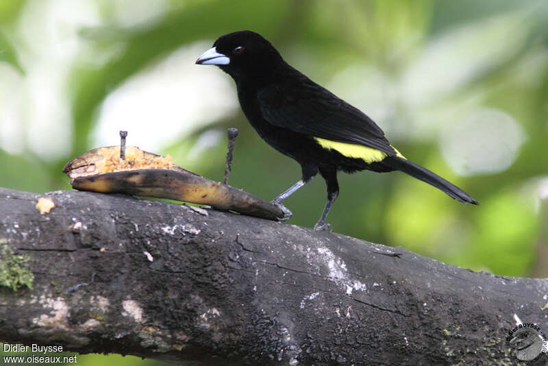 Lemon-rumped Tanager male adult, identification