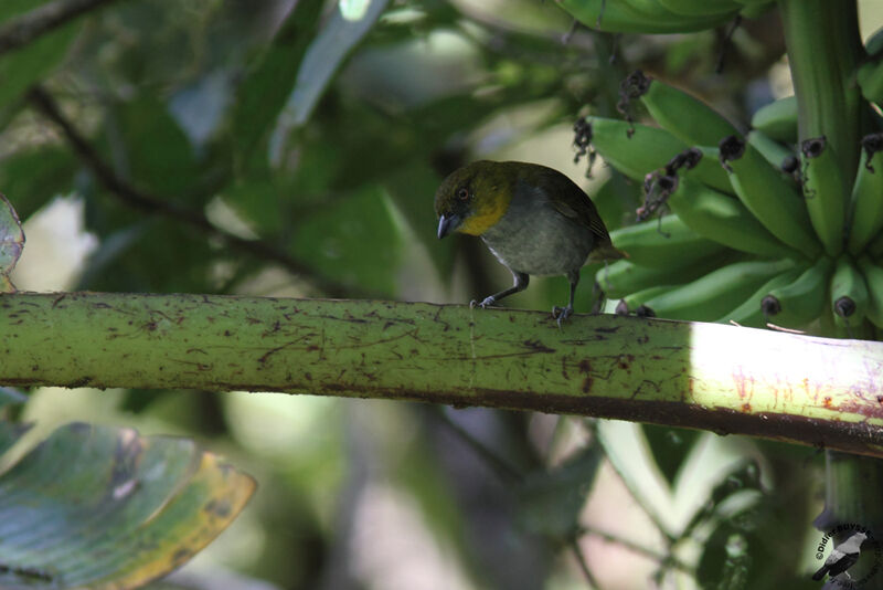 Tangara à gorge jauneadulte, identification