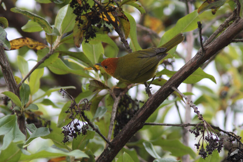 Rust-and-yellow Tanageradult, identification