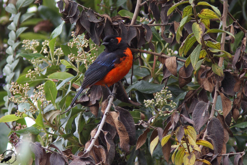 Tangara à ventre rougeadulte, identification