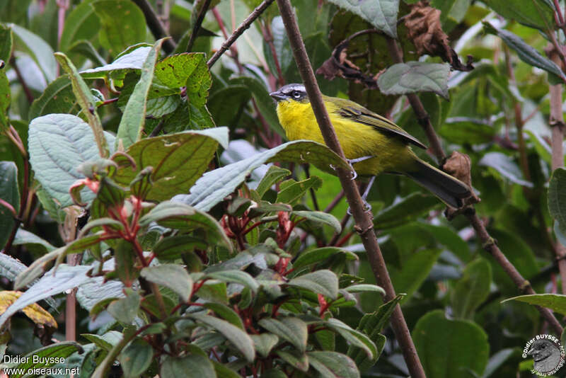 Tangara bridéadulte, identification