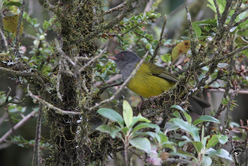 Tangara capucinadulte, identification