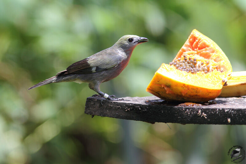 Palm Tanageradult, identification, feeding habits