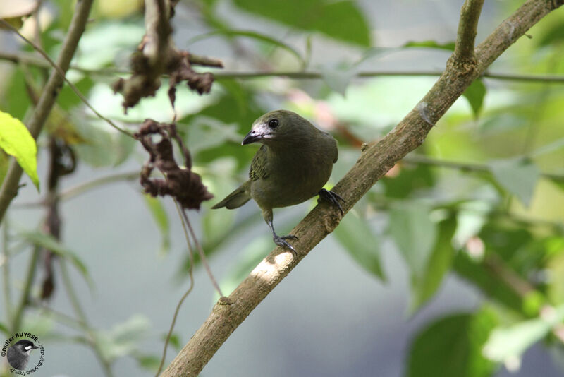 Tangara des palmiersadulte, identification