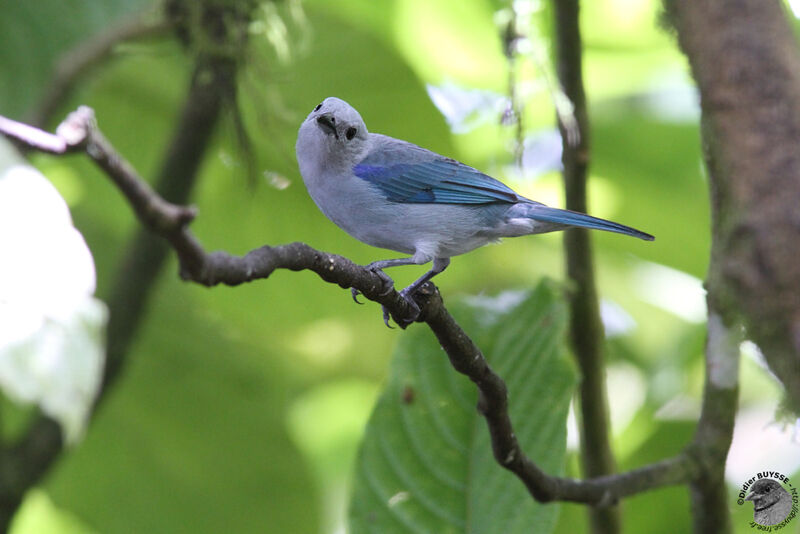 Blue-grey Tanageradult, identification