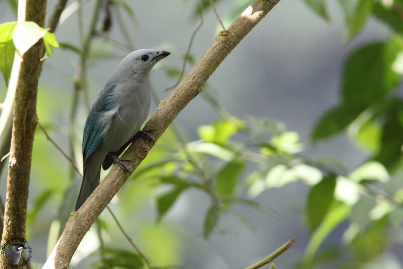 Blue-grey Tanageradult, identification