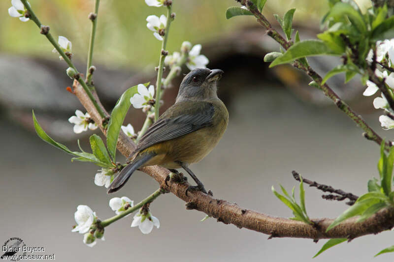 Tangara fourchu femelle adulte, identification