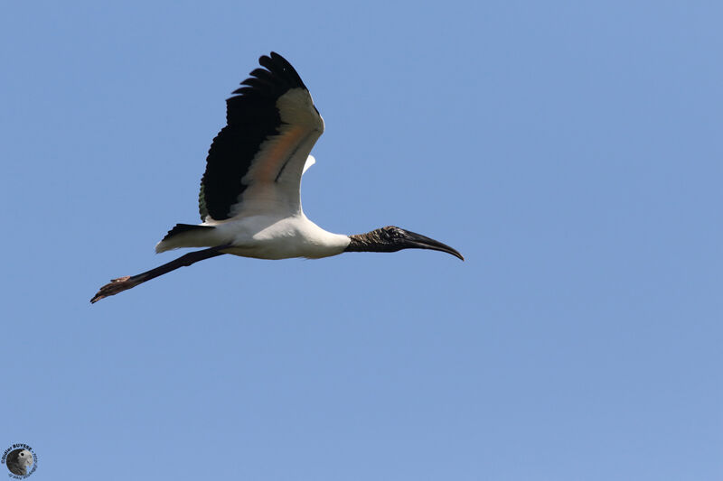 Wood Storkadult, Flight