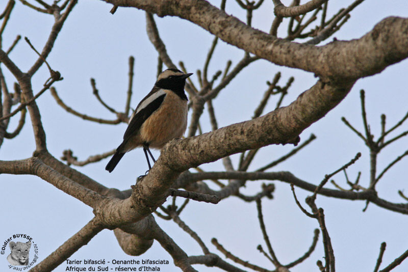 Tarier bifascié, identification