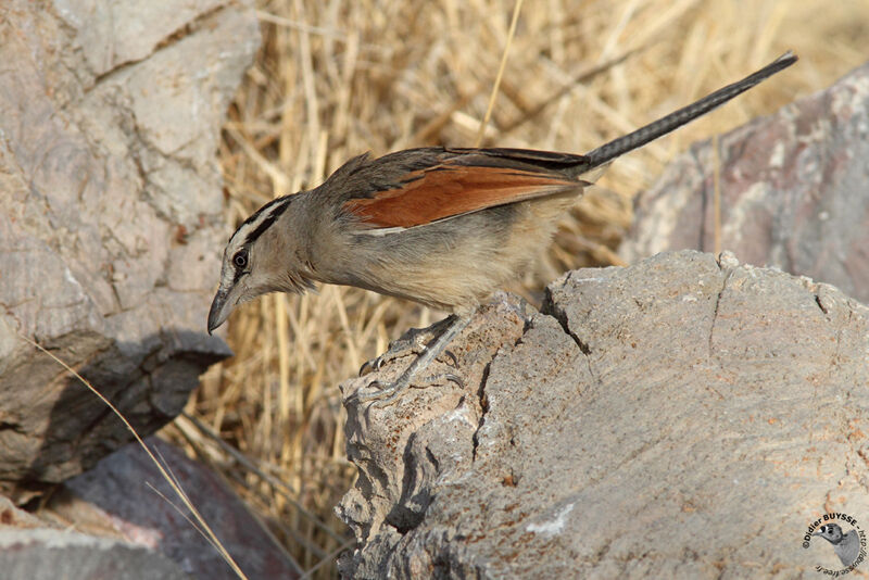 Tchagra à tête bruneadulte, identification