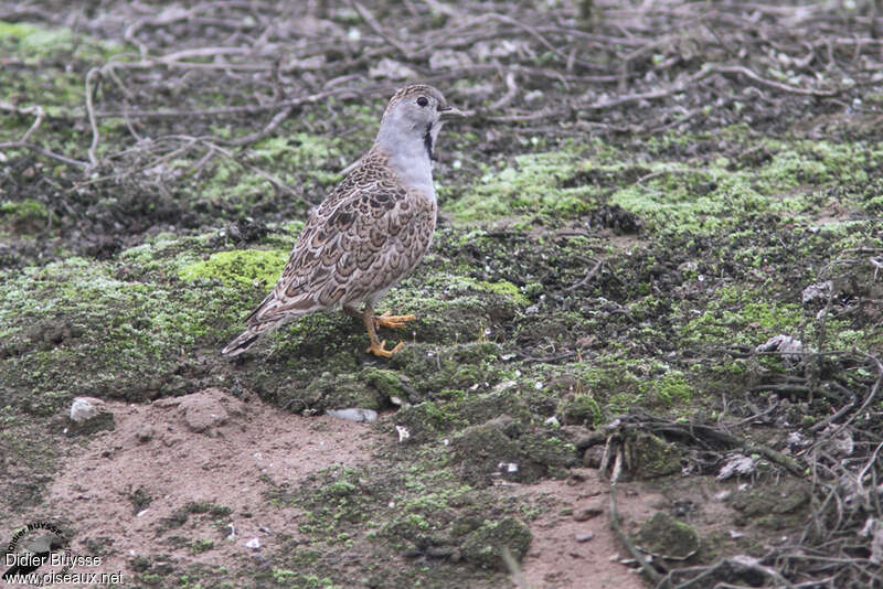 Thinocore de Patagonie mâle adulte, identification