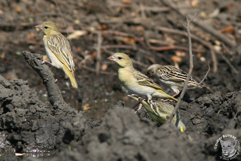 Village Weaver female, identification