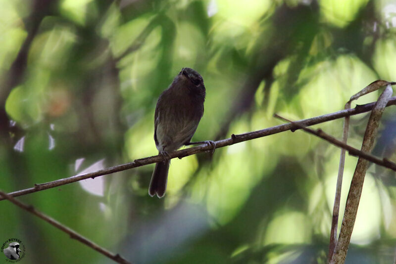 Drab-breasted Bamboo Tyrantadult