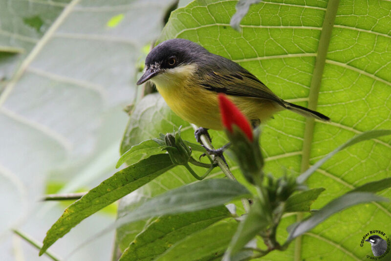 Todirostre familieradulte, identification