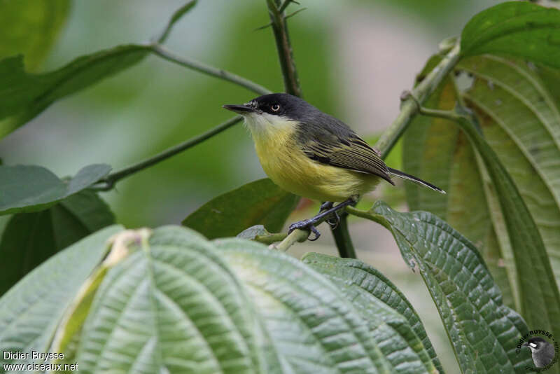 Todirostre familier mâle adulte, identification