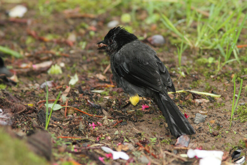 Yellow-thighed Brushfinchadult, identification