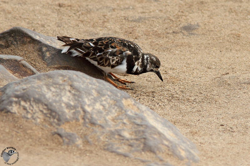 Tournepierre à collier, identification