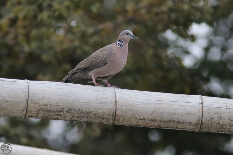 Spotted Doveadult, identification