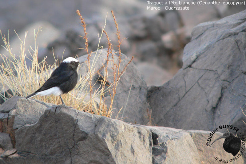 White-crowned Wheatearadult breeding