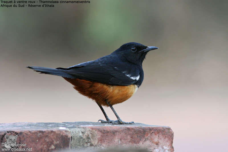 Mocking Cliff Chat male adult, identification