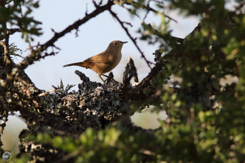 Troglodyte australadulte, identification