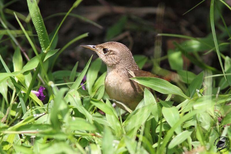 Troglodyte familieradulte, identification