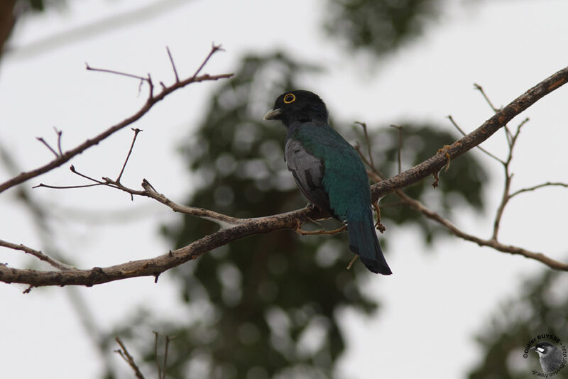 Amazonian Trogon male adult, identification