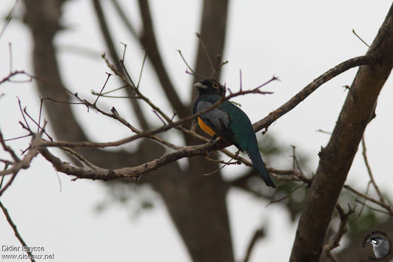 Amazonian Trogon male adult, identification