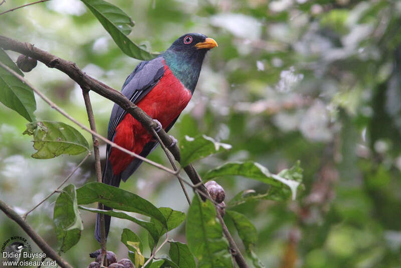 Trogon d'Équateur