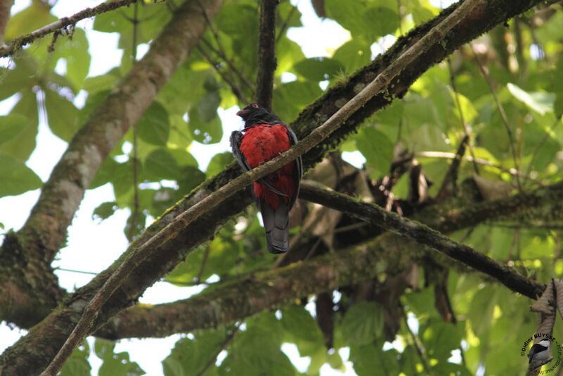 Slaty-tailed Trogon female, identification