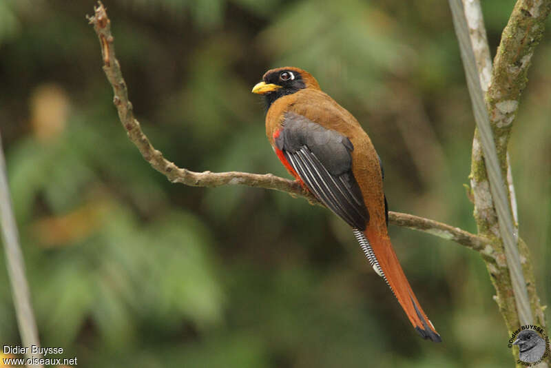 Trogon masqué femelle adulte, identification