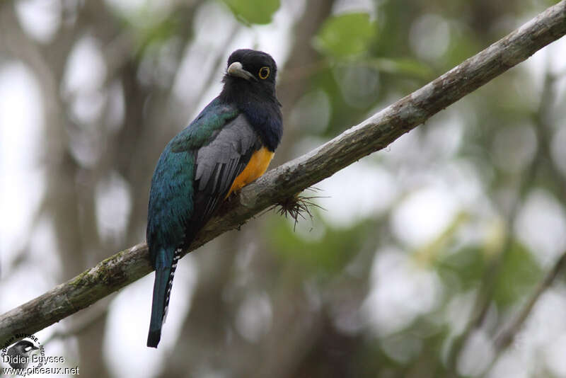 Trogon pattu