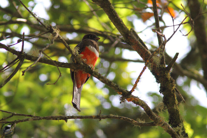 Trogon rosalba femelle adulte, identification