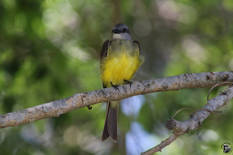 Tropical Kingbirdadult, identification, close-up portrait