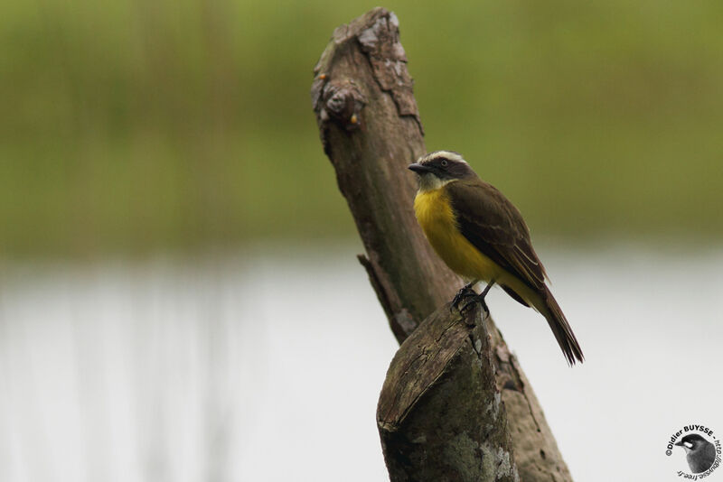 Social Flycatcheradult, identification