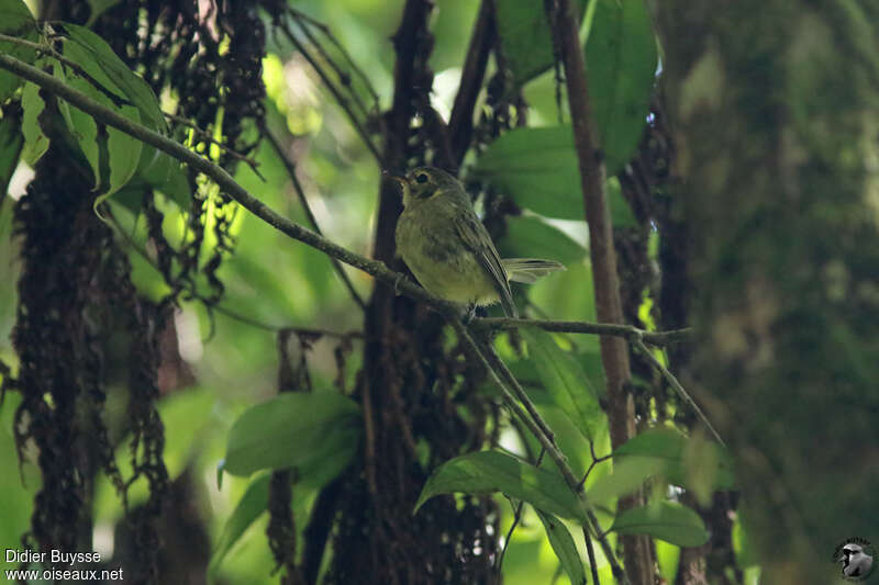 Oustalet's Tyrannuletadult, identification