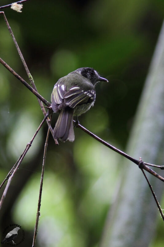 Tyranneau marbréadulte, identification