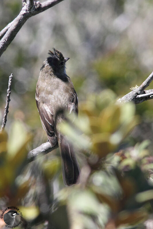 Southern Beardless Tyrannuletadult, identification