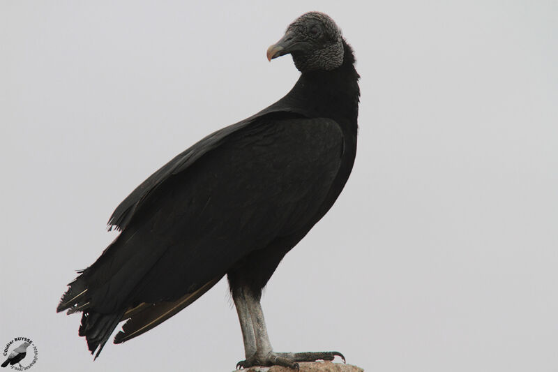 Urubu noiradulte, identification