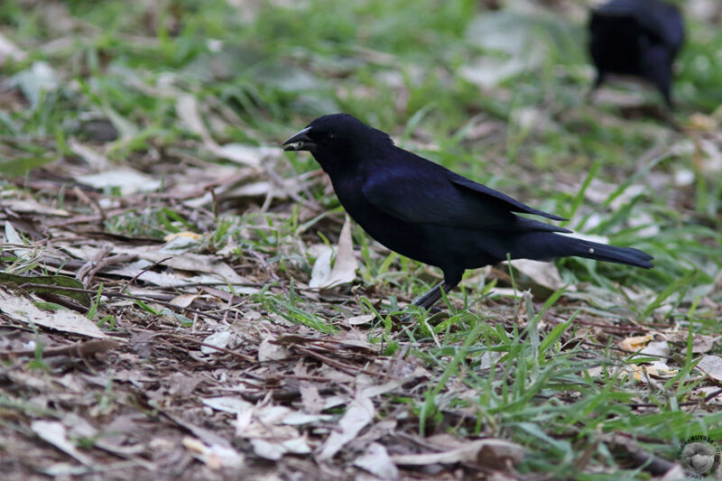 Vacher luisantadulte, identification